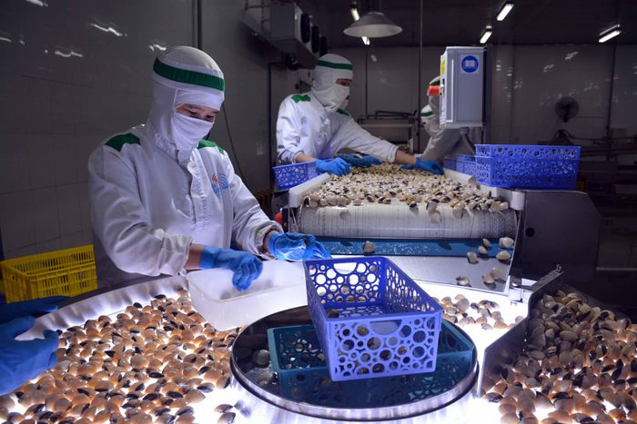 Vietnamese clam become the world first to receive ASC certificate 4157 12